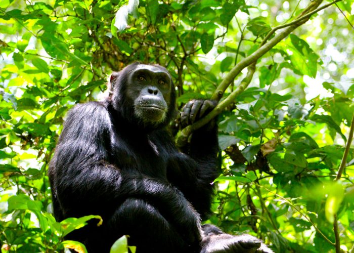 10-days-rwanda-primate-tour