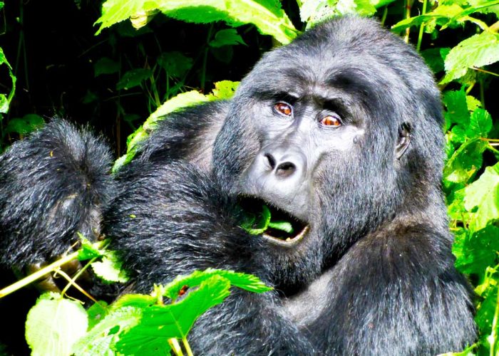10-days-uganda-gorilla-experience-tour
