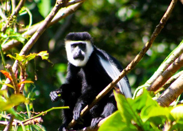 10-days-uganda-primate-safari