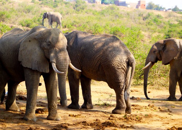 10-days-uganda-wildlife-safari