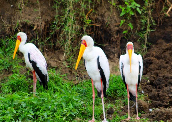 14-days-birding-trip-to-uganda