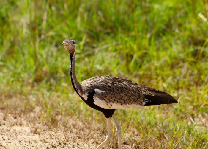 14-days-gorillas-wildlife-and-birding-safaris