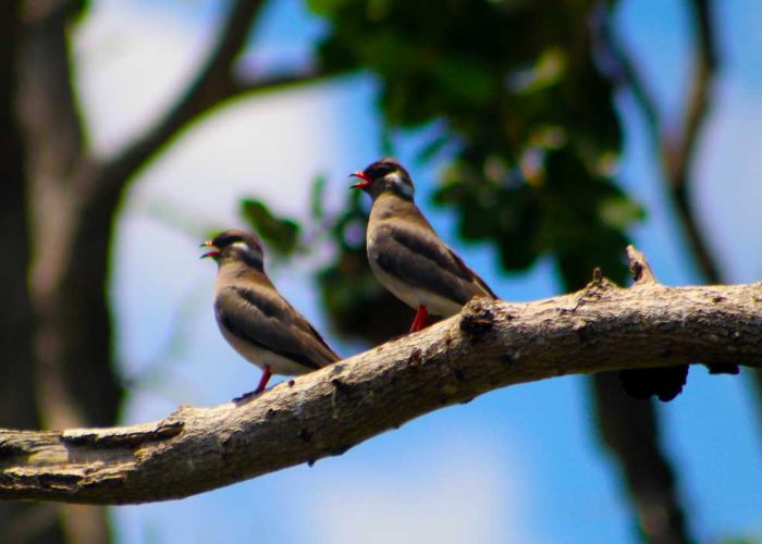 17-days-birding-safari-in-uganda