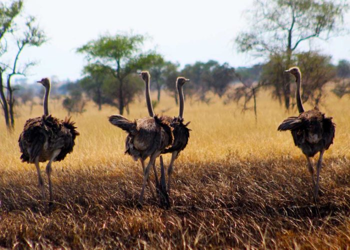3-days-kidepo-valley-national-park