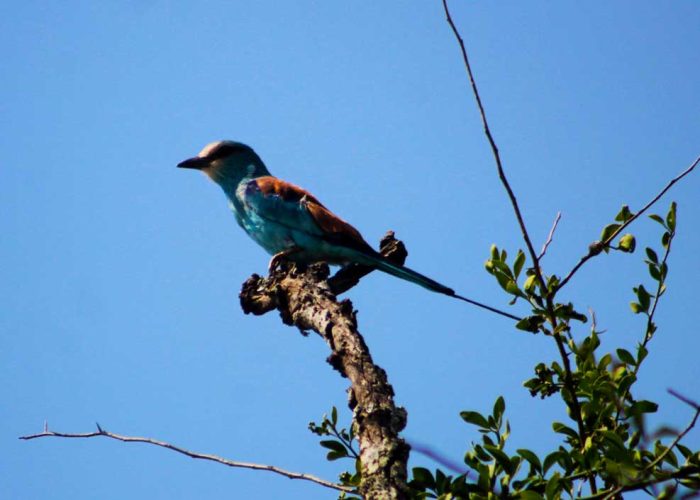 3-days-lake-mburo-birding-safari