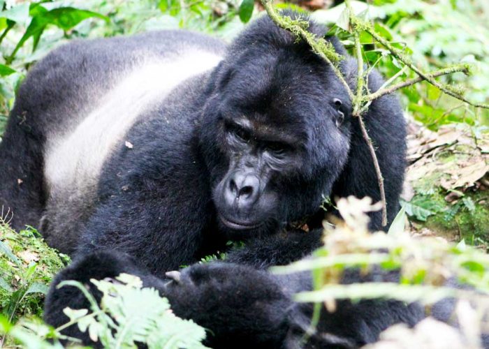 5-days-gorillas-wildlife-safari