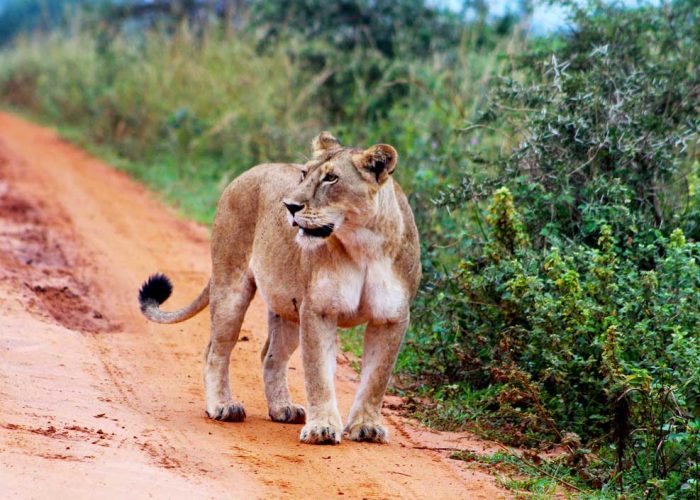 6-days-uganda-big-game-and-gorilla-safari