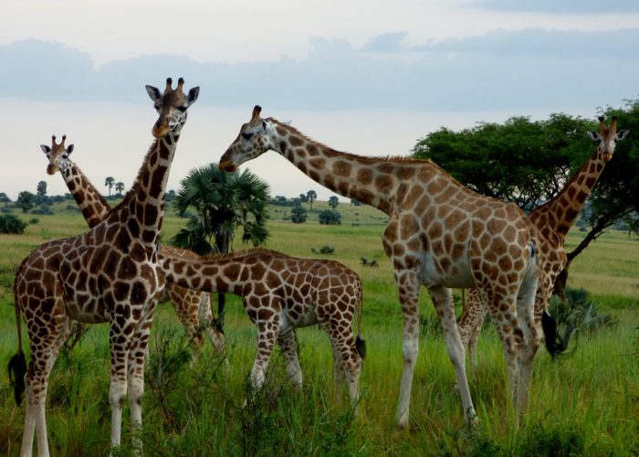 7-days-uganda-wildlife-safari