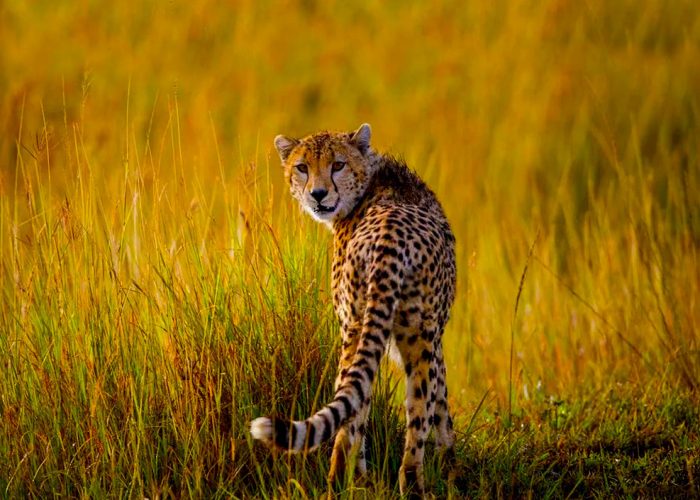 14-days-kenya-wildlife-safari