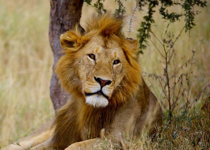 15-days-kenya-and-tanzania-wildlife-safari