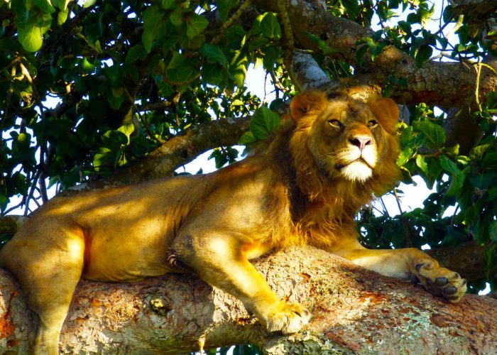 21-days-uganda-wildlife-safari