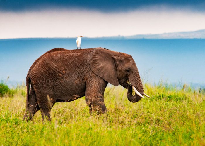 4-days-tsavo-amboseli-kenya-safari