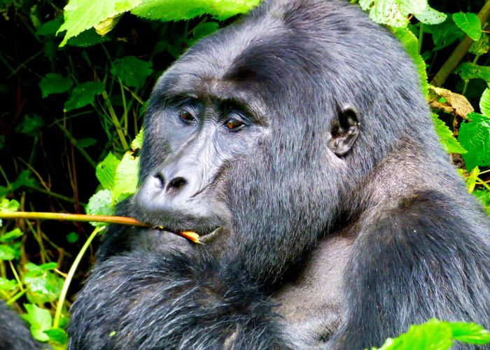 5-days-rwanda-wildlife-gorilla-trekking-safari