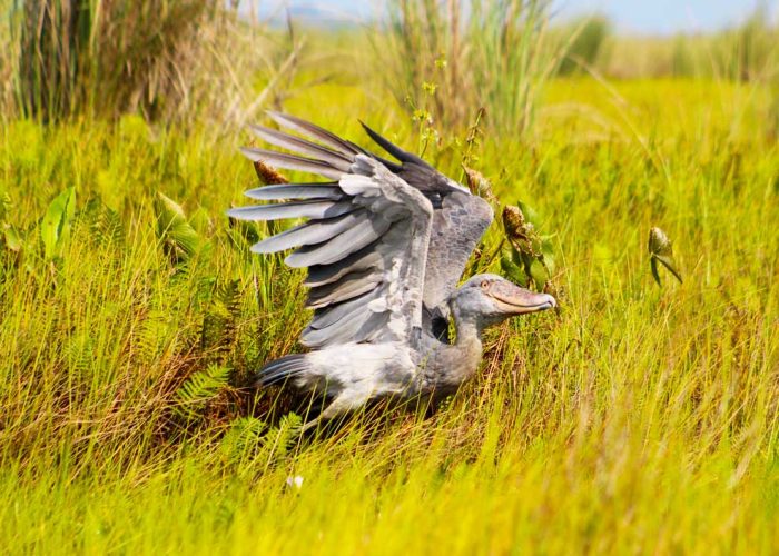 1-day-mabamba-swamp-birding-tour