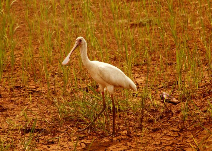 10-days-birding-safari-in-uganda