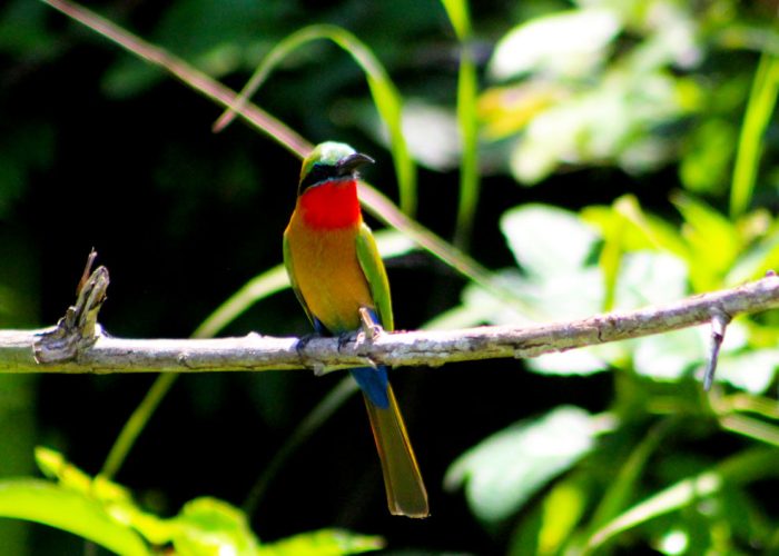 11-days-birding-uganda-safari