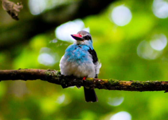 14-days-classic-birding-safari-in-uganda