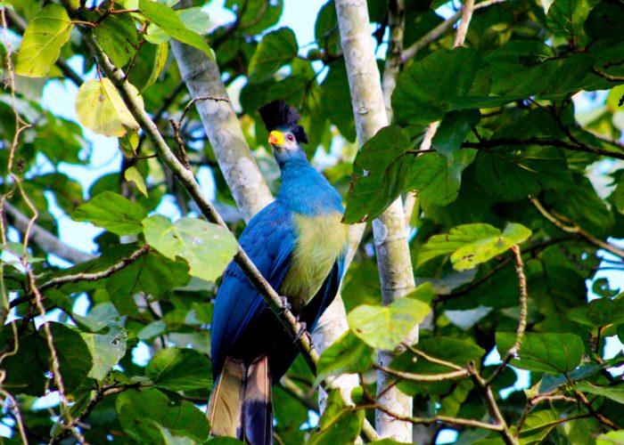 21-days-birding-uganda-tour