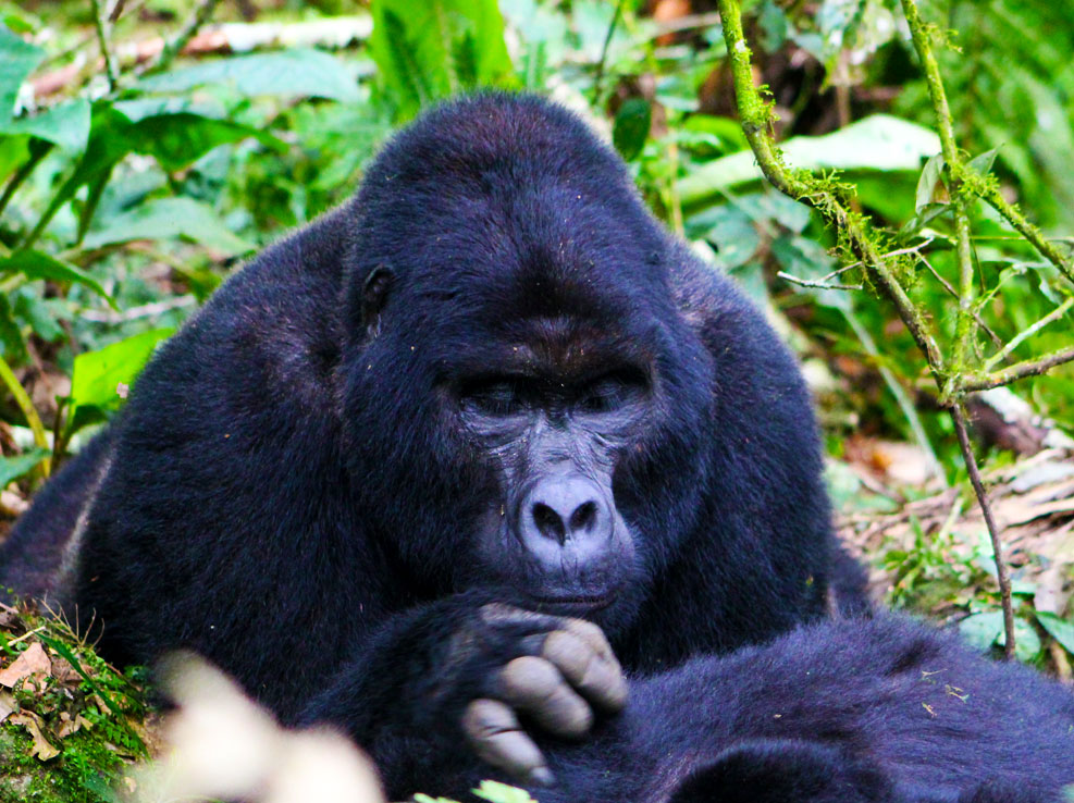 gorilla-trekking-in-rwanda