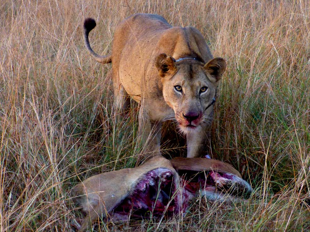lions-in-kenya