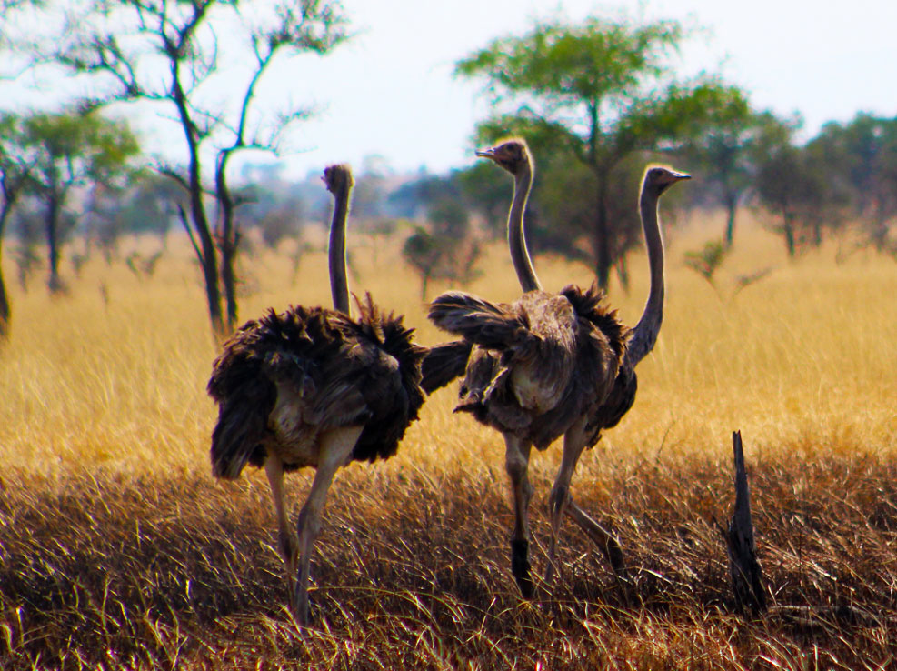 ostriches-in-tanzania